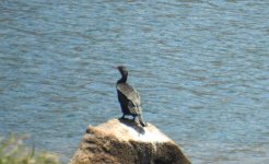 BF Great Cormorant thread.jpg