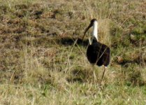 BF Straw-necked Ibis thread.jpg