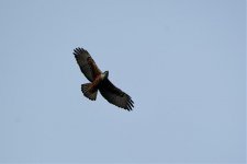 Rufous-bellied eagle??.jpg