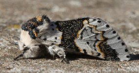 Alder Kitten 05.JPG