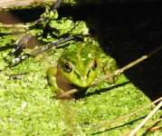 BF Green Frog for ID DSCN3051.jpg