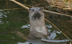 Otter 010.jpg