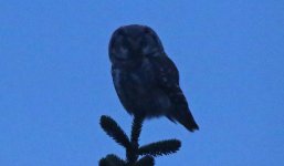 Tengmalm's Owl (night) 004.jpg