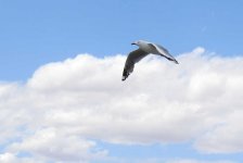 BF Silver gull 2 thread.jpg