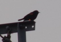 Red Winged Blackbird Male_2.jpg