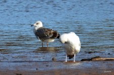 Herring Gulls - Otter Estuary, Devon 29-01-2020 14-50-42.JPG