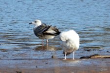 Herring Gulls - Otter Estuary, Devon 29-01-2020 14-51-05.JPG