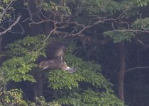 Himalayan Vulture1.jpg