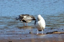 Herring Gulls - Otter Estuary, Devon 29-01-2020 14-51-09.JPG