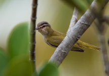 Red-eyed Vireo.jpg