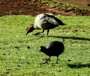 BF Maned Duck & Eurasian Coot thread.jpg