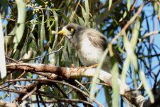 BF Noisy Miner thread.jpg