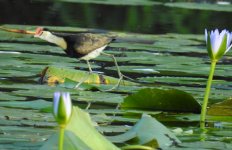 BF Comb-crested Jacana thread.jpg