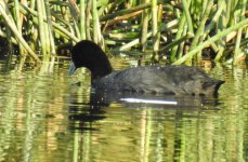 BF Eurasian Coot thread.jpg