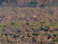 Dotterel_1024.jpg