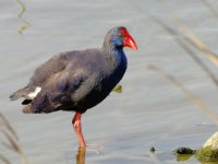 Purple Swamphen_1024.jpg