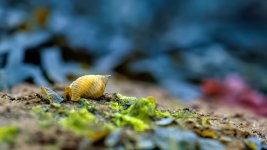 walk02-whelk.jpg