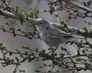 Siberian Chiffchaff_Girdle Ness_050420b.jpg