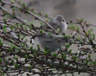 Siberian Chiffchaff_Girdle Ness_050420a.jpg