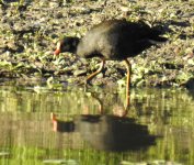 BF Dusky Moorhen thread.jpg