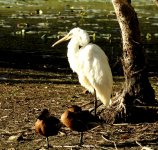 BF Great Egret, Hardhead thread.jpg