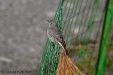 Black-redstart.jpg