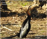 BF Australasian Darter.jpg