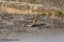 hawfinch.jpg