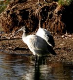 BF Australian Ibis thread.jpg