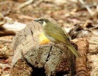 BF Lewin's Honeyeater thread.jpg