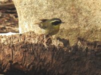 BF Yellow-throated Scrubwren thread.jpg