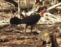 BF Australian Brushturkey thread.jpg