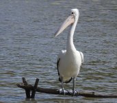 BF Australian Pelican thread.jpg