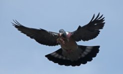 Woodpigeon 003.JPG