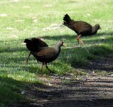 BF Black-tailed Nativehen thread.jpg