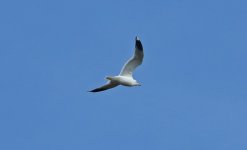 Common Gull 003.JPG