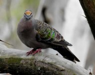 BF Common Bronzewing male thread.jpg