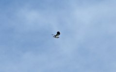 Lapwing 001.JPG