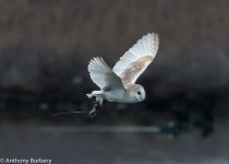 Barn Owl-0624.jpg