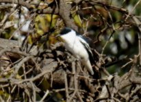 BF White-winged Triller male.jpg