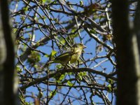 Greenfinch.jpg