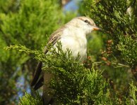 BF White-winged Triller female thread.jpg