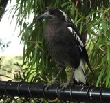 BF Australian Magpie, juvenile.jpg