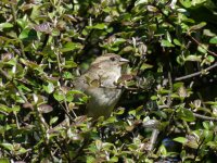 House Sparrow.jpg