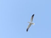 Lesser Black-backed Gull.jpg