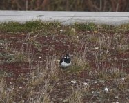 Lapwing_Girdle Ness_040320a.jpg