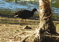 BF Australian Swamphen thread.jpg