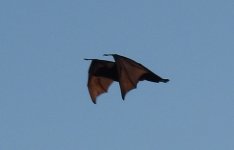 BFFruit Bat flight thread.jpg