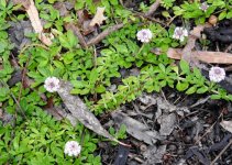 BF White flowers for ID.jpg