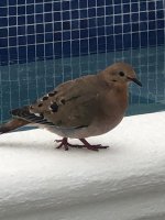 Mourning Dove.jpg